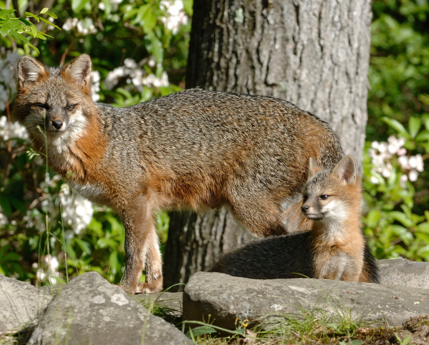 This is a female gray fox and one of three young, which are called kits, near a den in Shohola, PA. The young are born in March and April, and usually emerge out of the den 10 weeks later. The kits can frequently be seen playing together near the den. The family will stay together during the summer; it disperses when fall arrives.